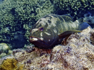 Camo Cooney, Klien Bonaire, Capt' Don's Reef by Christopher Lynch 